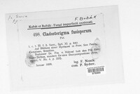 Cladosterigma clavariella image